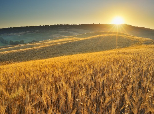 Praxisleitfaden: Regenerative Landwirtschaft